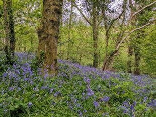 Ancient woodland near Compton Dando