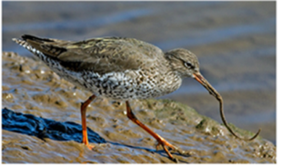 Redshank feeding on the Severn Estuary’