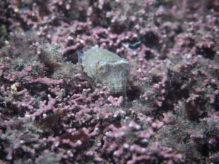 Cuttlefish on Maerl bed. Credit: Fiona Crouch