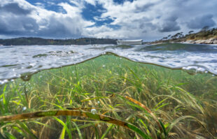 Sensitive seabed, seagrass. Credit: Lewis Jeffries