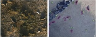 Drone footage (left) and AI analysis picking out adult seals and their pups (right)