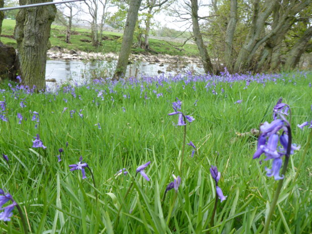 Bluebells by the River Rede in Northumberland (Image courtesy of Abi Mansley)