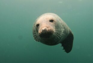 Grey seal © Trudy Russell, Natural England