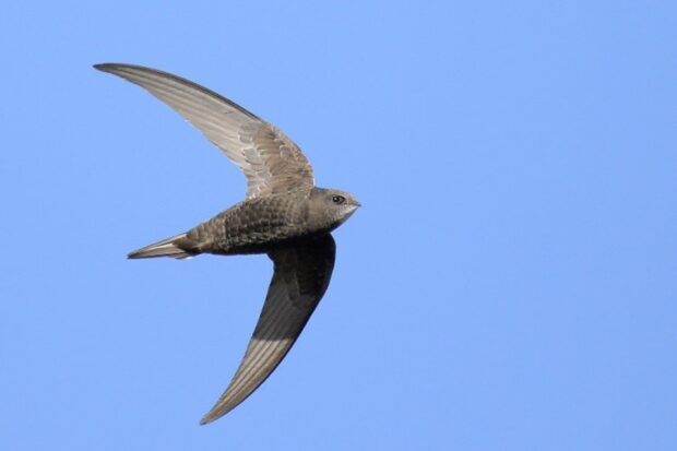 The endurance and athleticism of swifts is being used by RPSB to engage new audiences through sports workshops in Birmingham.  