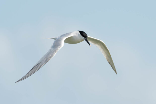 Image shows a tern mid flight in a blue sky. The tern is white with a black cap marking upon its head.