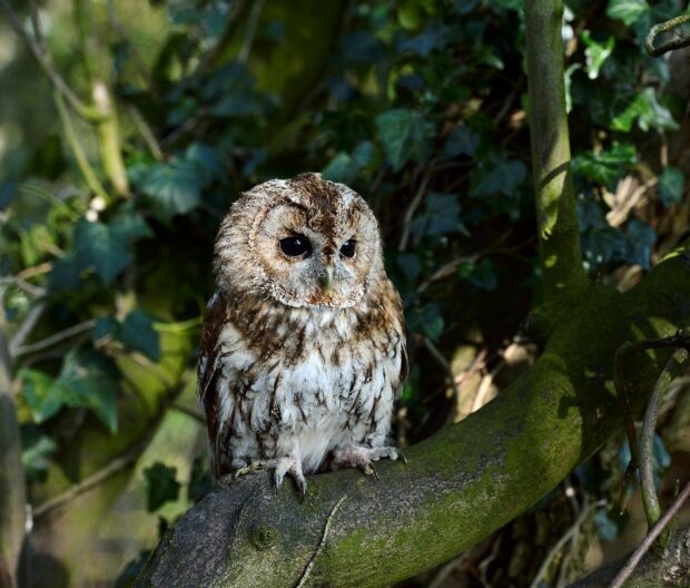 A tawny owl perched on a tree branch