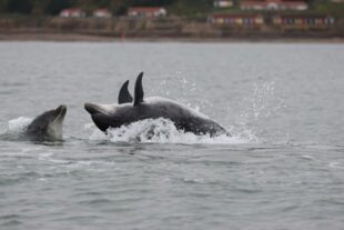 Two bottlenose dolphin, one of the marine mammal species we’re monitoring © Grant Ellis, SMRU