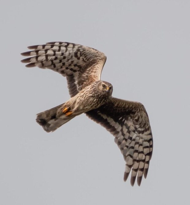 Hen Harrier in the air