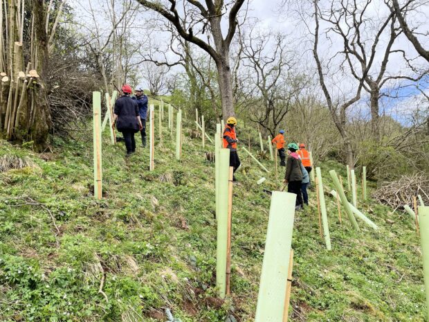 Volunteers planting trees, Manifold Valley, Peak District National Park