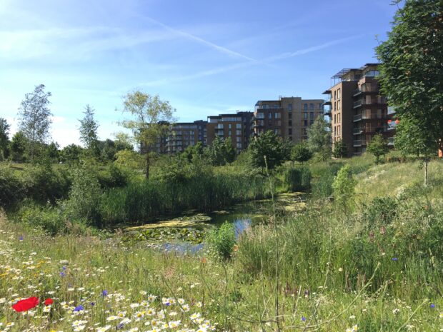 Cator North Park, Kidbrooke Village, London, with integrated BNG, including wetland and wildflowers