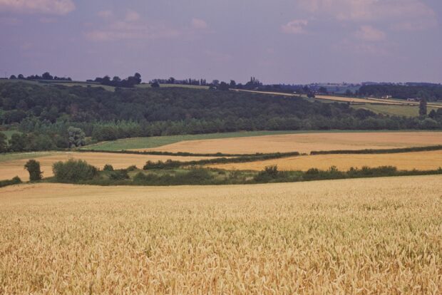 A view of fields with arable crops, with established hedgerows and woodland in the distance