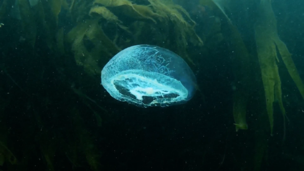 Image shows a vivid, luminated jellyfish, against a dark watery backdrop. 