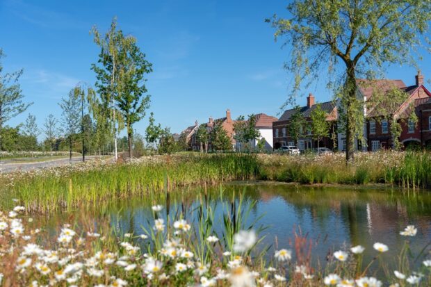 Image shows a housing estate from across a pond. There are Oxeye daisies growing in the foreground of the pond. Large trees tower over the homes. A bright blue sky hangs overhead. 