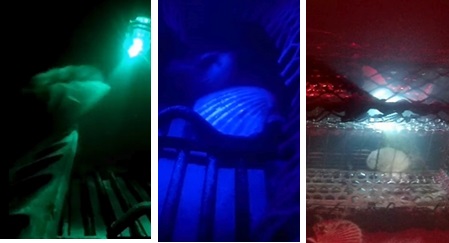 Three stills taken from an underwater video of scallops entering crab pots attracted by the LED lights