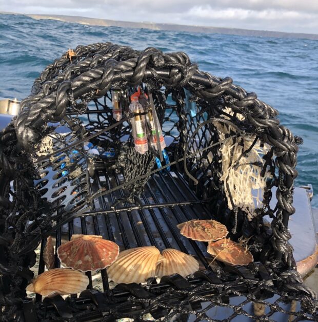 Scallops in a crab pot out of water showing the LED light in the pot