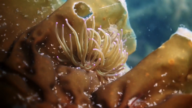 photo shows a close-up of a snake-locks anemone, thriving on kelp. It has long, beige coloured fingers, with pink dots on each tip. 