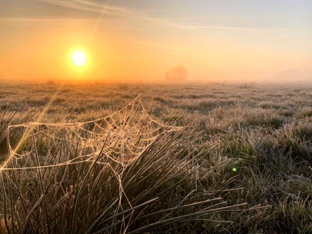 Somerset Levels and Moors wet grassland by Emily Whiting. Image shows a beautiful sunset or sunrise over the moors, the orange sun hangs low in the distance casting warm hues across the dry grass. A spider's web has been cast across tall grass, it glistens in the light of the sun 