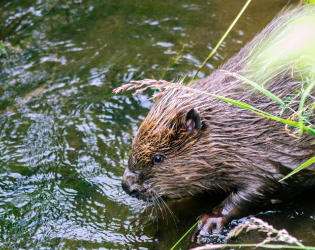 Beaver entering the water. Credit: Maria Thompson, Natural England