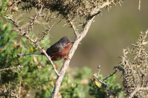 Dartford warbler. Credit: Philip Ray