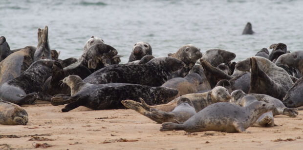 Grey seals. © Allan Drewitt/Natural England. 