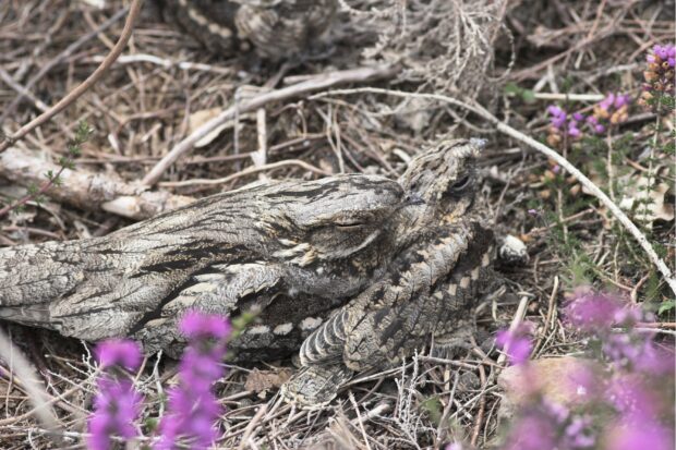 A pair of nightjars. Credit: Allan Drewitt