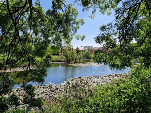 A large pond seen through trees and wildflowers with new homes in the background: Ponds can play a key role in biodiversity net gain