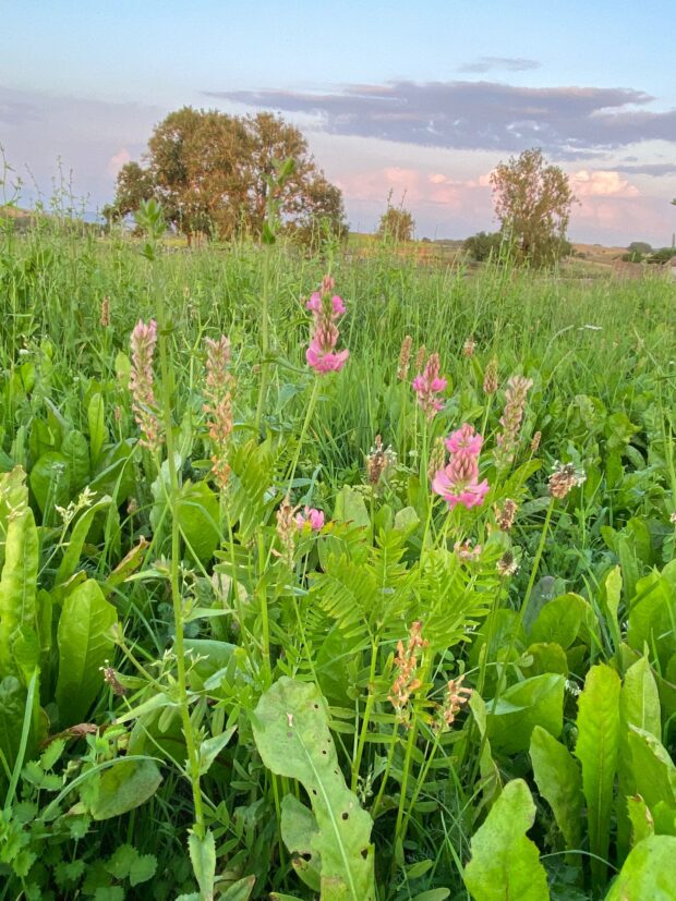 Image shows Sainfoin in herbal ley. It has pink flowers and grows amongst lush green vegetation 