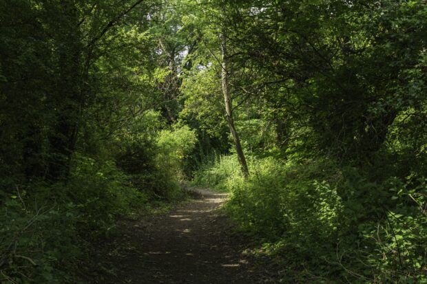 A path through a woodland: Woodland allocated as part of BNG will be protected and enhanced