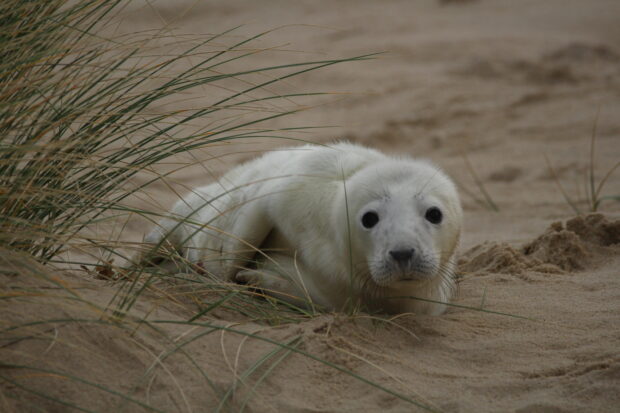 A white coat pup in the dunes. It’s important not to approach seals, especially during pupping season. © Philip Ray/Natural England. 