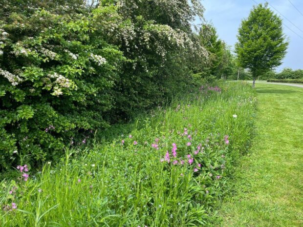 A wildflower strip along a hedged area on a development