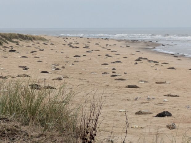 View of the beach at Winterton NNR, showing some of the thousands of seals who come to give birth (and be born!) there every year.  © Elizabeth Mitchell/Natural England.