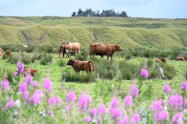 A landscape view with flowers in the foreground, a group of cows in the middle distance, and a hill with a wooded area in the distance.