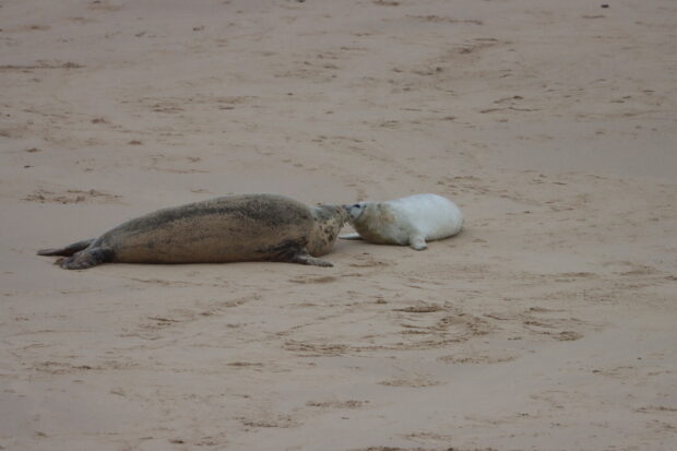 A seal and its pup on Horsey Beach. Image: Natural England