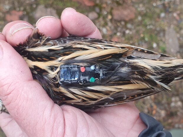 Jack Snipe fitted with a GPS tag on its back. © Kevin Clements, Natural England