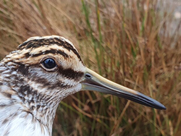 Jack Snipe head and bill profile. © Kevin Clements, Natural England.