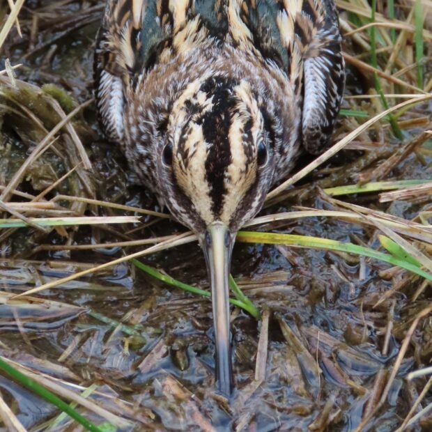 Roosting Jack Snipe trying to use its camouflaged plumage to avoid detection. © Kevin Clements, Natural England