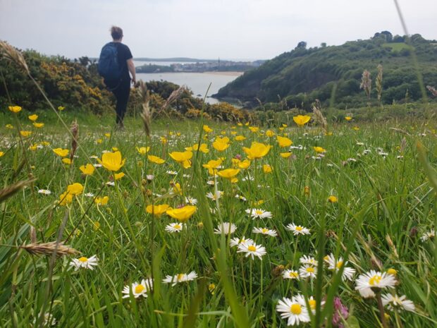 Buttercups in Devon. © Ruth Lamont, Natural England.