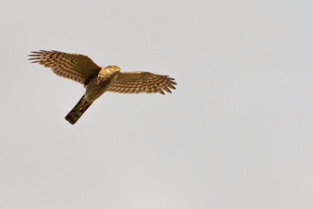 A sparrowhawk in flight