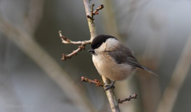 Willow tit. © Adrian Davey, CBWPS member