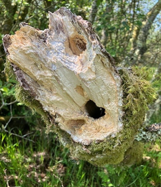 Willow tit nest site, in an area recently enhanced through habitat works on Goss Moor. © Ian Moye