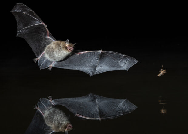 A bat hunting an insect