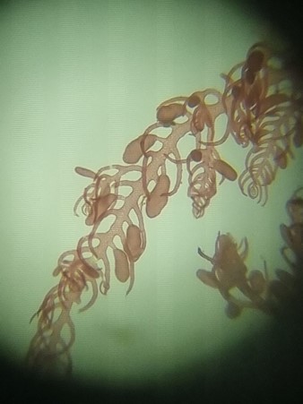 Bonnemaisonia clavata under the microscope, a red seaweed not recorded in UK waters since the 18th century. Credit Angela Gall