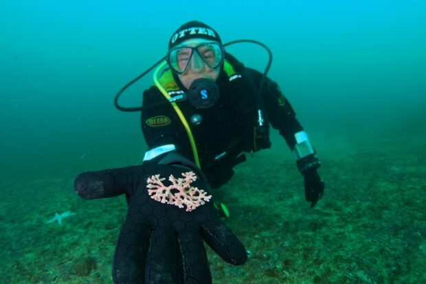Maerl researcher and academic Professor Jason Hall-Spencer showing Phumatolithon calcareum maerl. Credit Matt Slater
