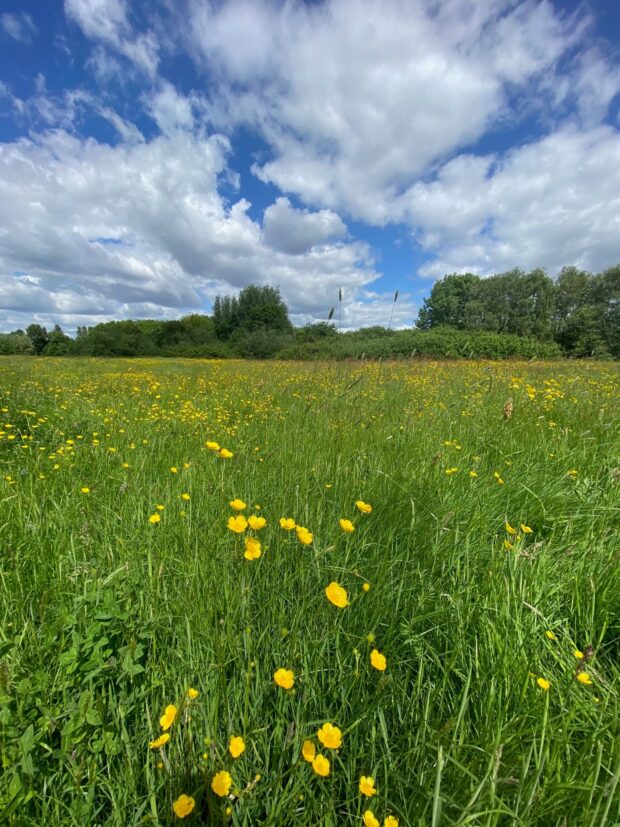 Traditional hay meadows are being created at Millgate Fields. © D Barlow, Manchester City Council