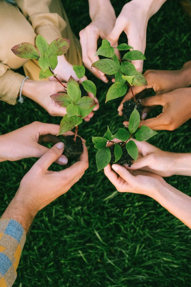 Hands holding seedlings. © Pexels/ Shvetsa