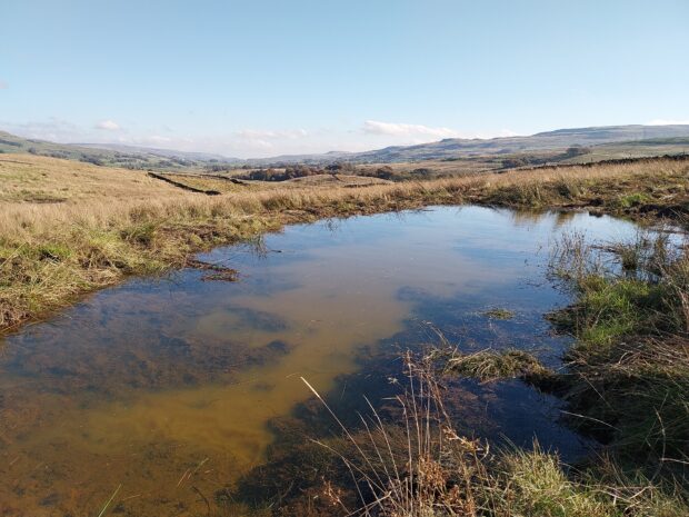 A wetland scrape in the uplands of Wensleydale, which can hold rainwater and provide habitat for birds