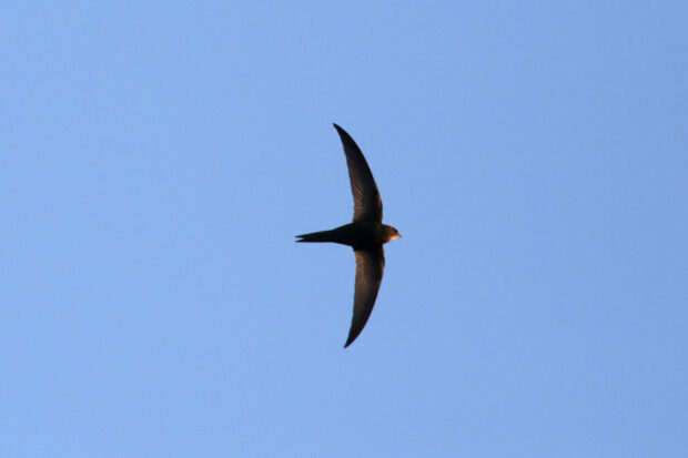 Swift in flight against a blue sky backdrop.