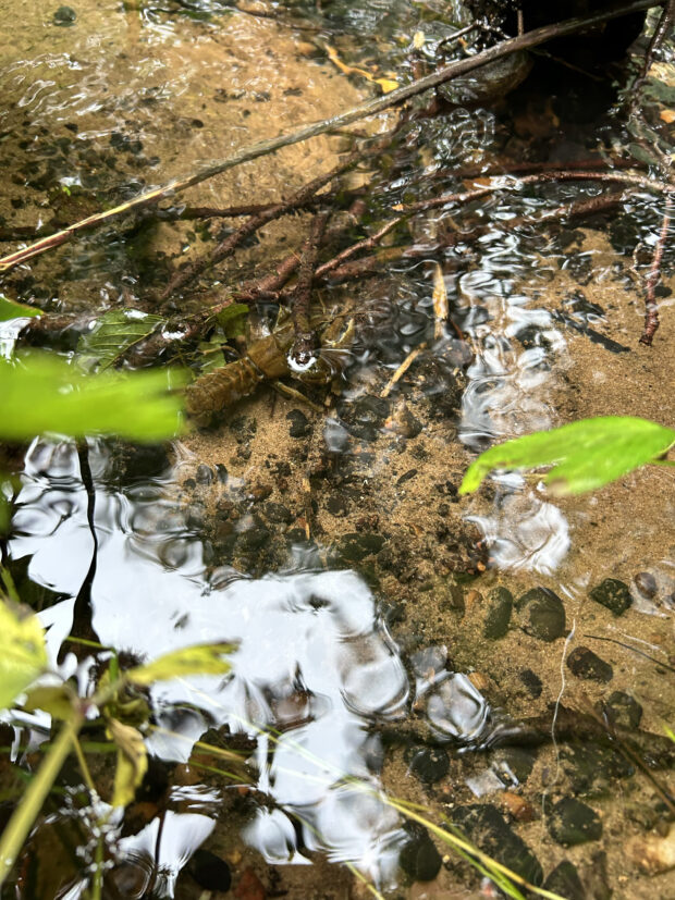 Crayfish in a shallow body of water.