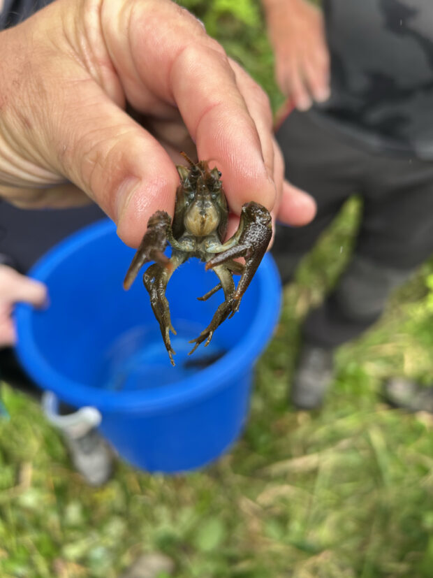 Bare hand holding a crayfish above a blue bucket.