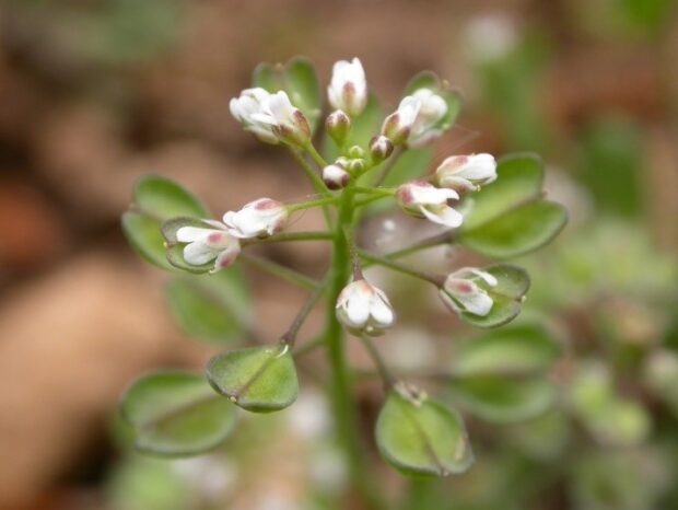 Cotswold Pennycress (Microthlaspi perfoliatum) credit Tim Wilkins